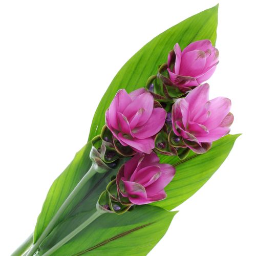 Curcuma lila Siam Shadow 70cm