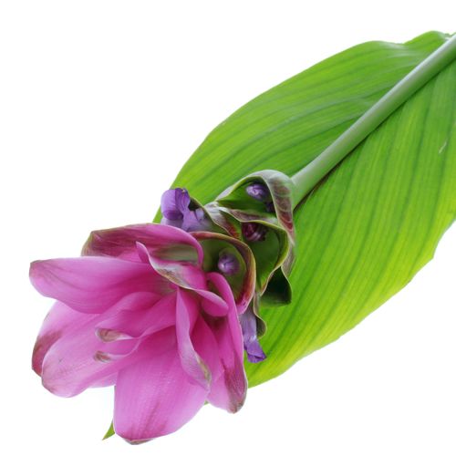 Curcuma lila Siam Shadow 70cm