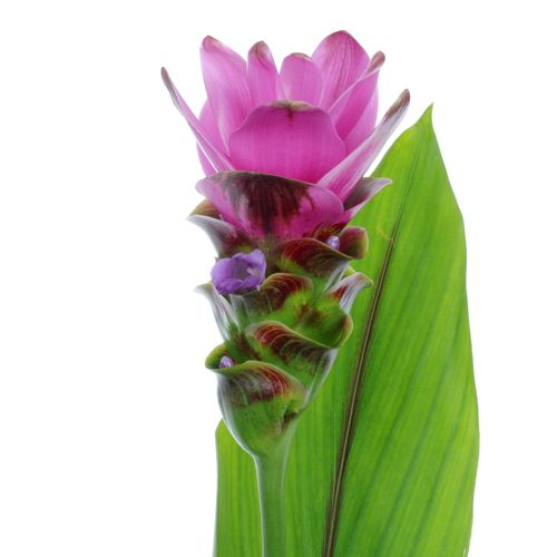 Curcuma lila Siam Shadow 70cm