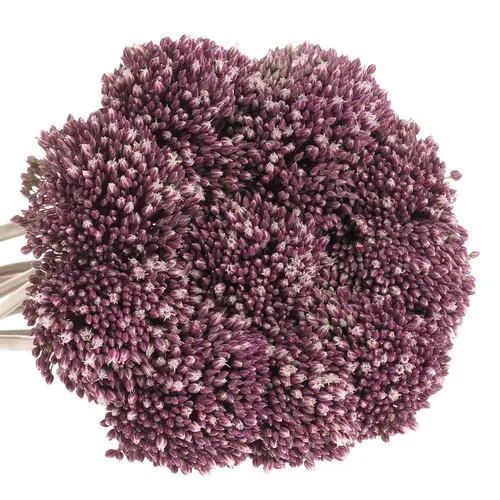 Allium lila Summer Extra 90cm