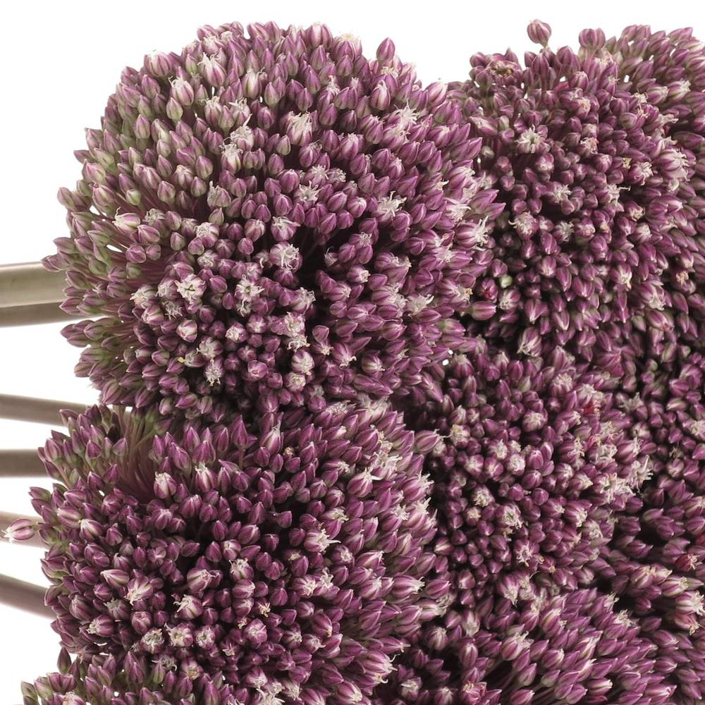 Allium lila Summer Extra 90cm