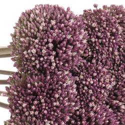 Allium lila Summer Extra 90cm