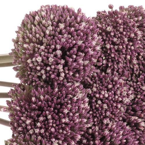 Allium lila Summer Extra 90cm