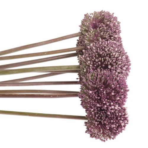 Allium lila Summer Extra 90cm