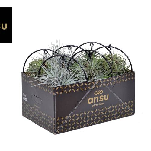 Tillandsia mix Ring T14 H030