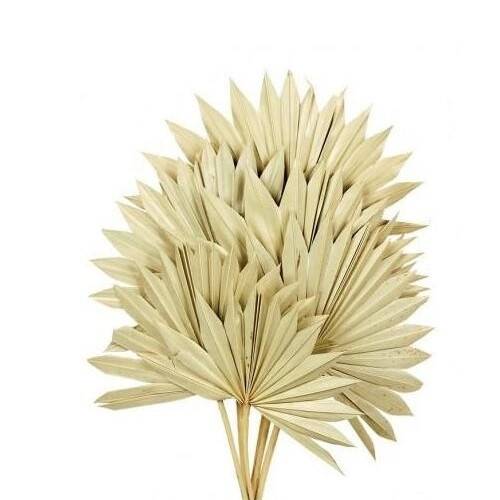 Trocken Palm Sun braun L50cm x6 