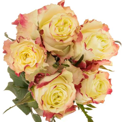 Rose creme/fuchsia Sweet Horizon 50cm x5