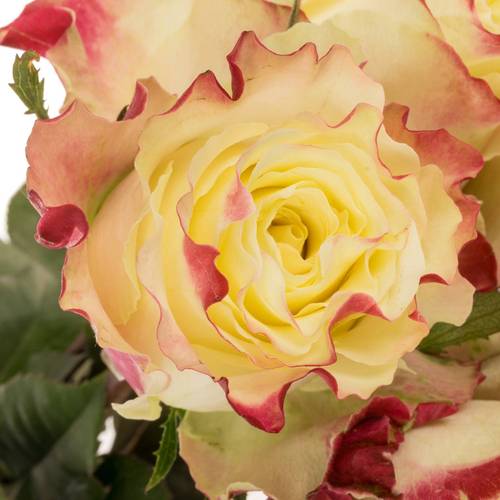 Rose creme/fuchsia Sweet Horizon 50cm x5