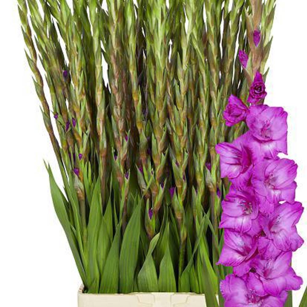 Gladiole lila Aurora 95cm