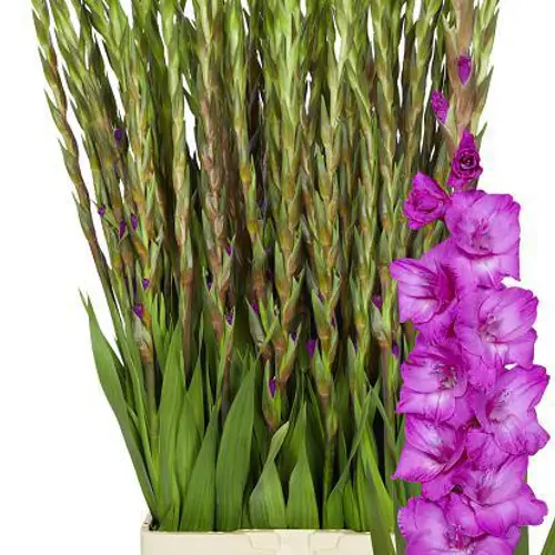 Gladiole lila Aurora 95cm
