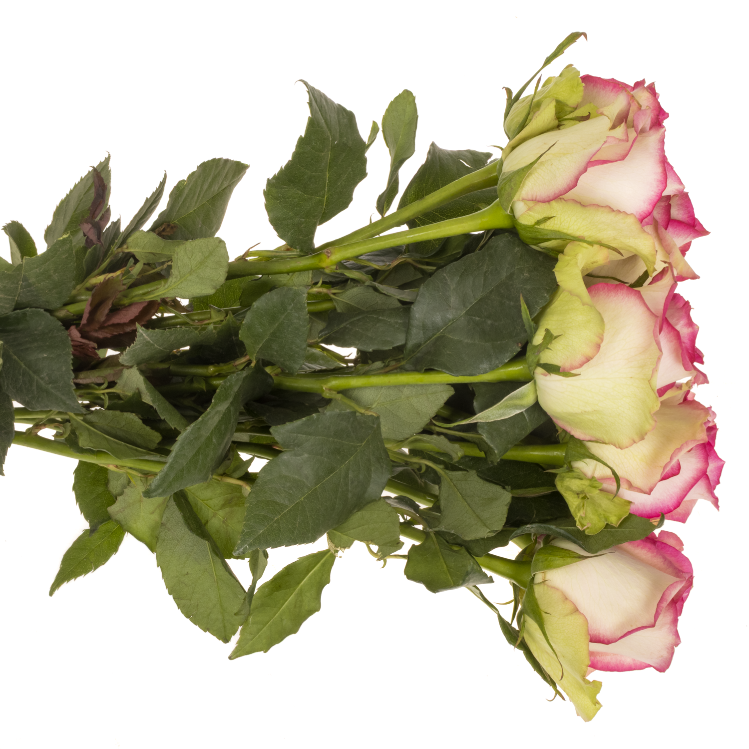 Rose creme/fuchsia Monique 50cm