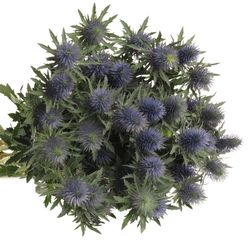 Distel blau Alpine Supernova 70cm