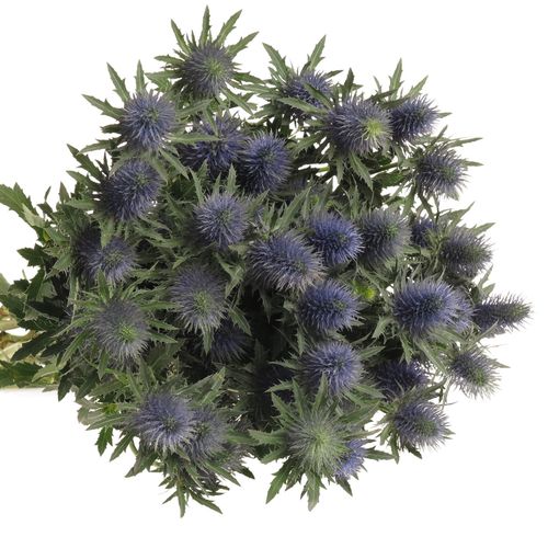 Distel blau Alpine Supernova 70cm
