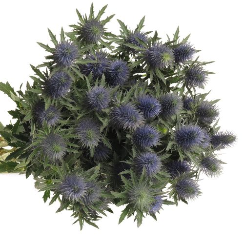 Distel blau Alpine Supernova 70cm