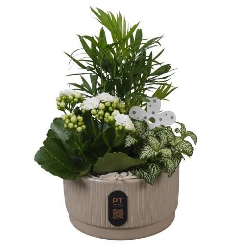 Chamaed.Arr PTIB5106 T16 H027