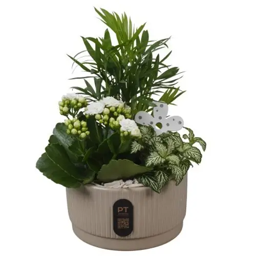 Chamaed.Arr PTIB5106 T16 H027