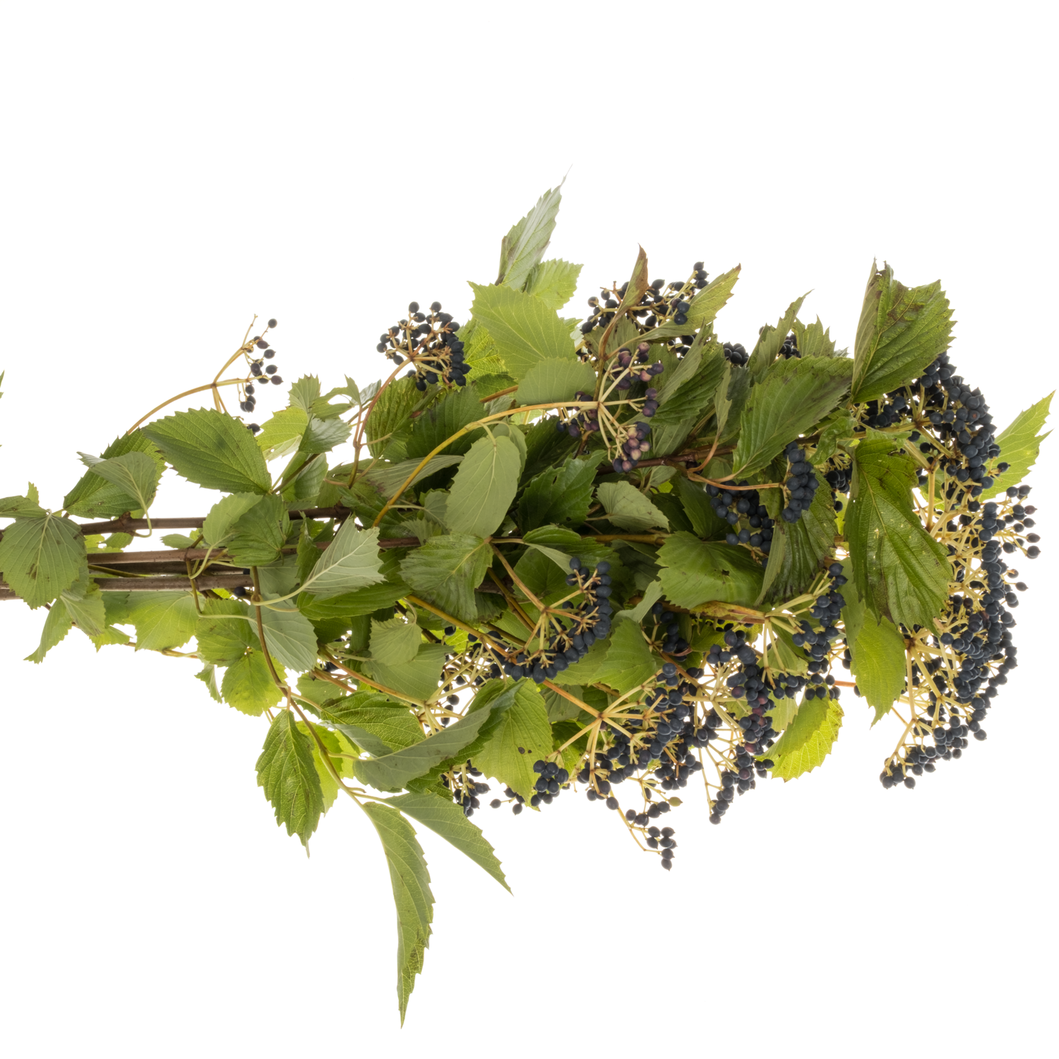 Viburnum schwarz Magical blue 80cm