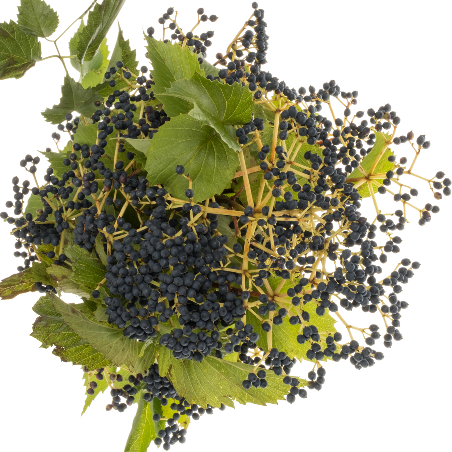 Viburnum schwarz Magical blue 80cm
