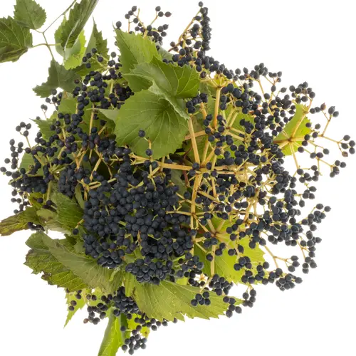 Viburnum schwarz Magical blue 80cm
