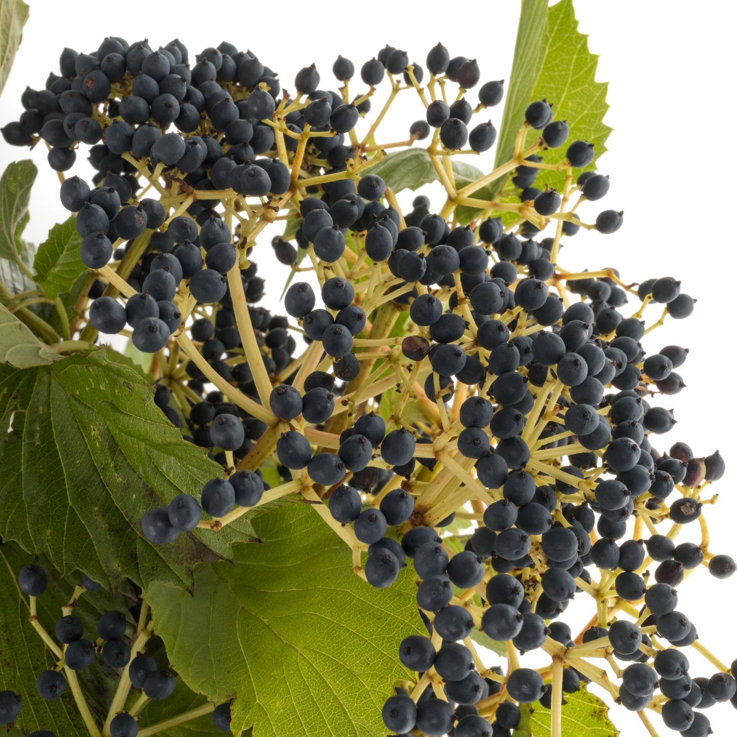 Viburnum schwarz Magical blue 80cm