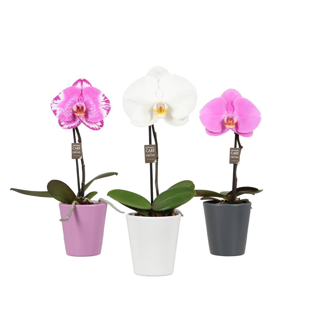 Phal.1-R mix Singolo T09 H040