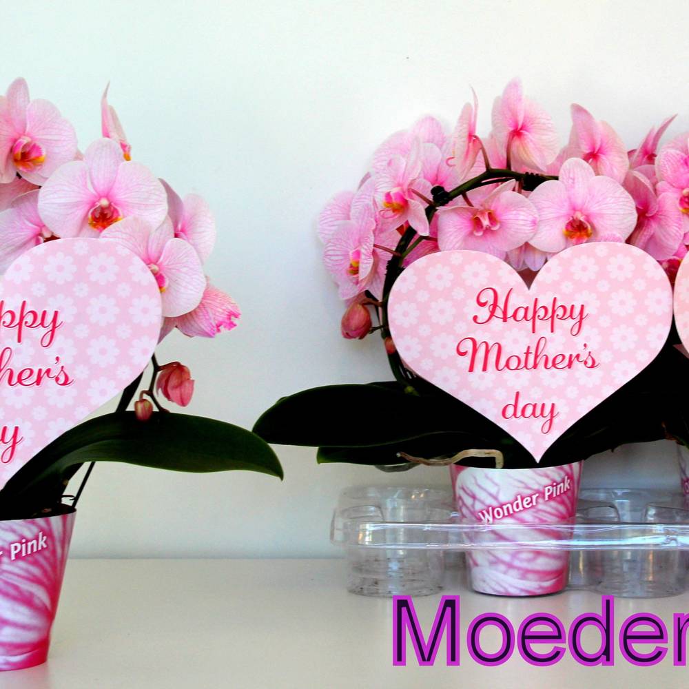 Phal.rosa Gef. Bogen Muttertagangeb T12 H045