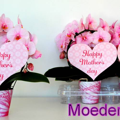 Phal.rosa Gef. Bogen Muttertagangeb T12 H045