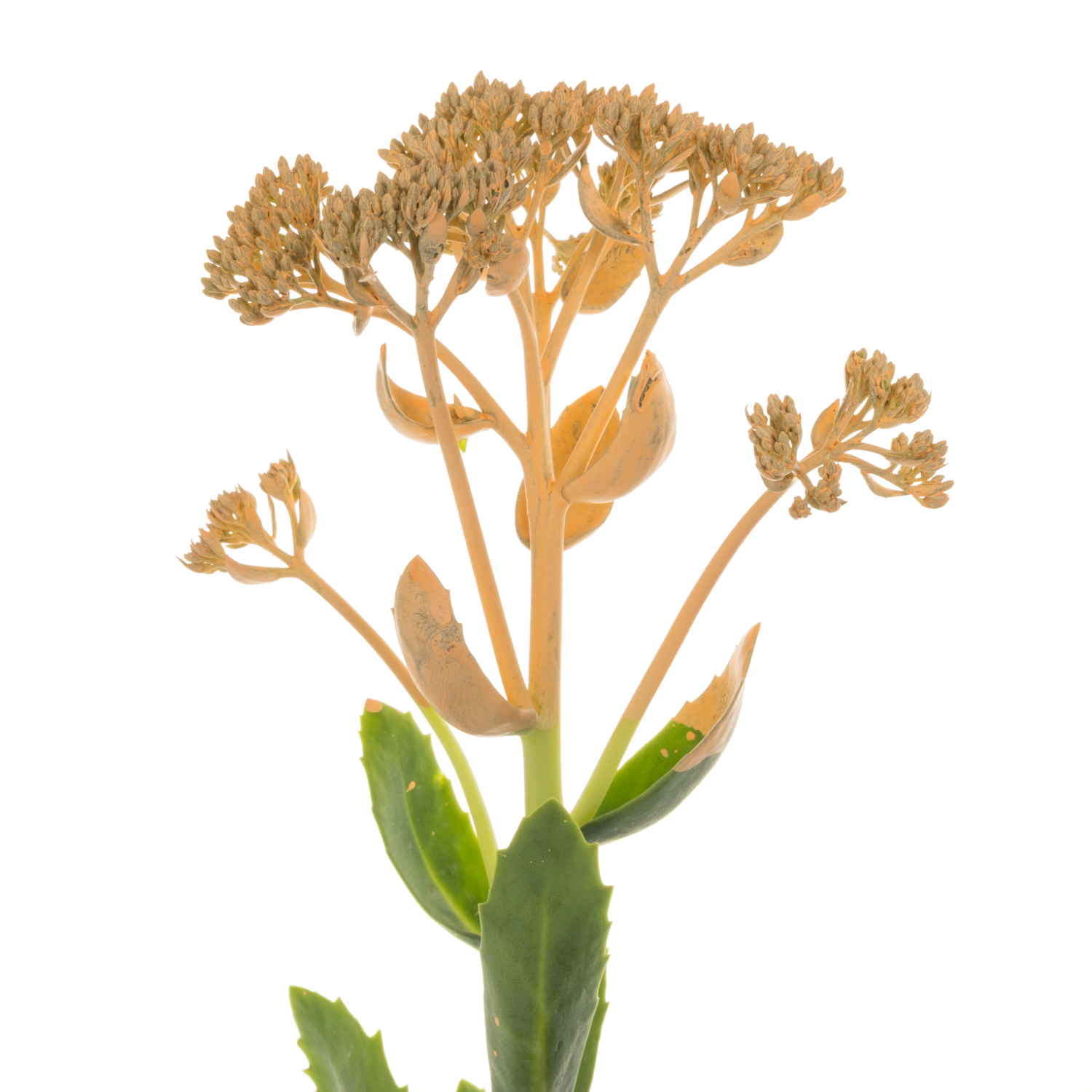 Sedum gefärbt apricot 55cm