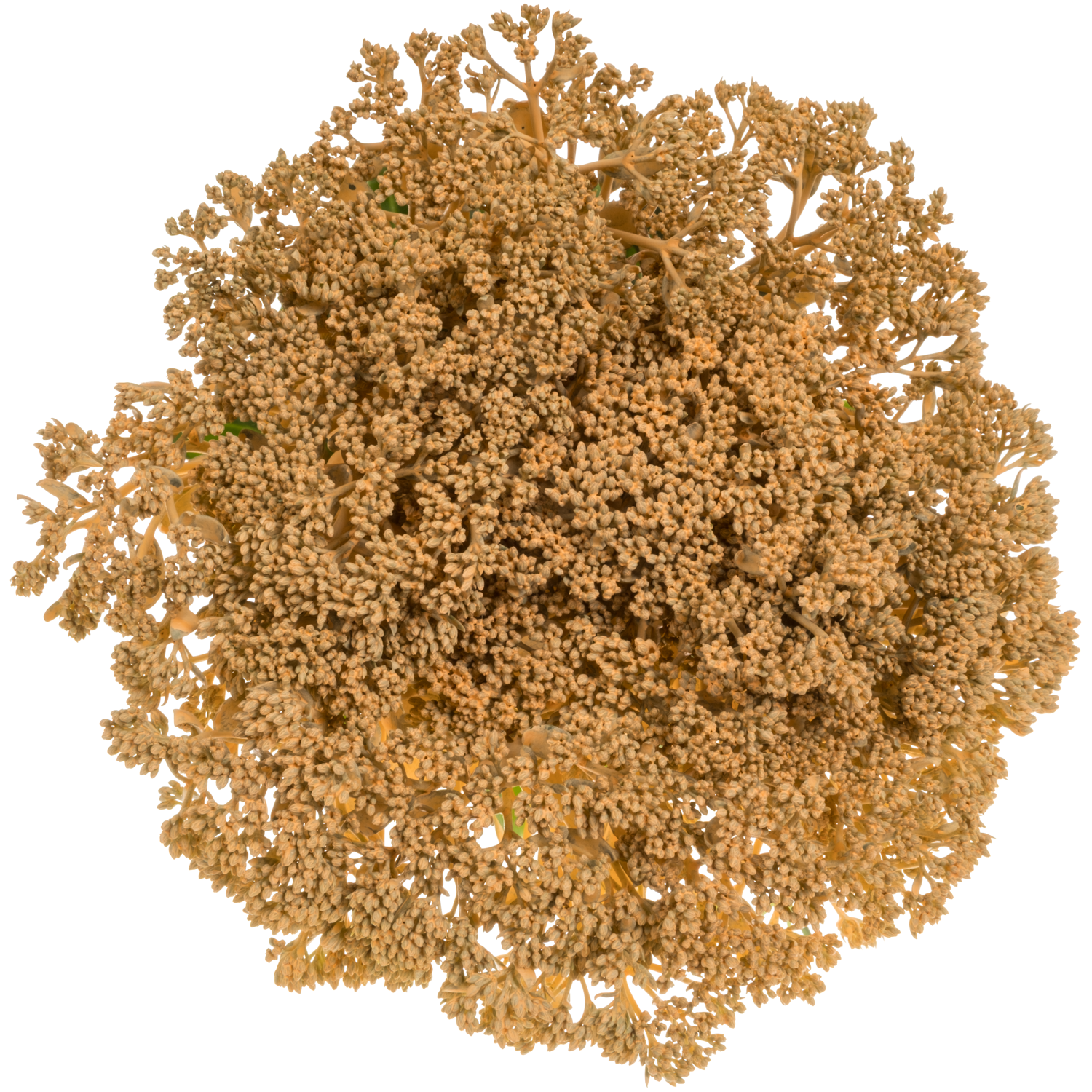 Sedum gefärbt apricot 55cm