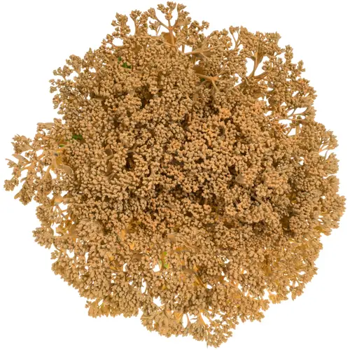 Sedum gefärbt apricot 55cm
