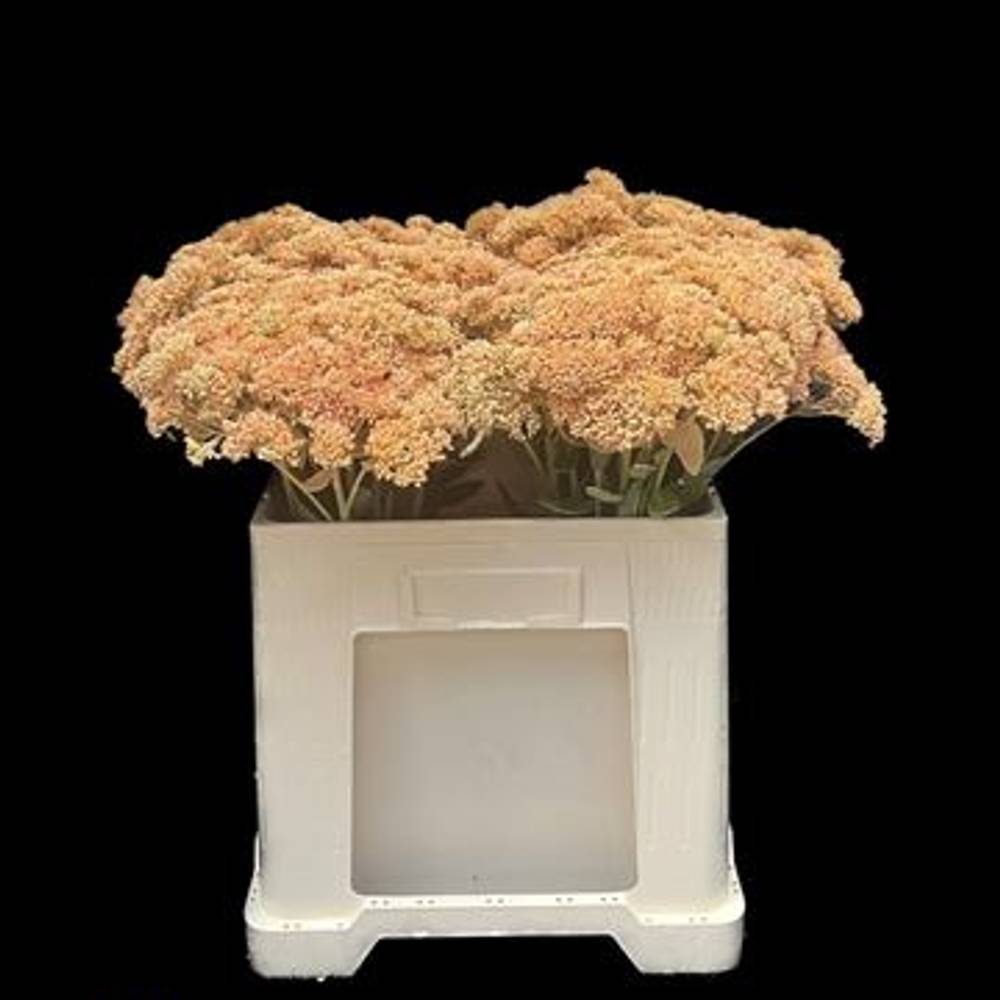 Sedum apricot gefärbt 50cm