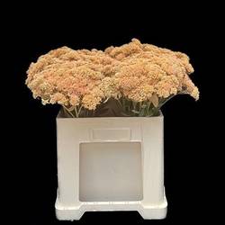 Sedum apricot gefärbt 50cm