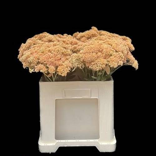 Sedum apricot gefärbt 50cm