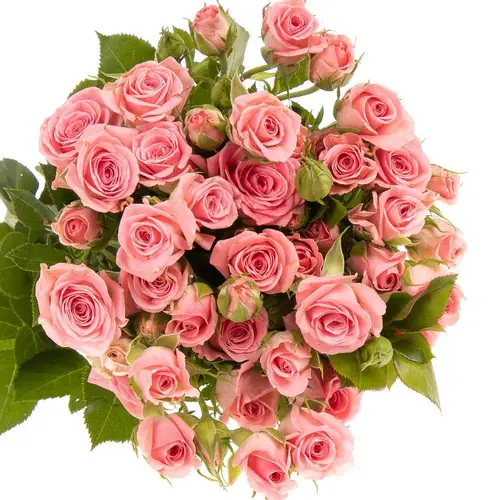 Rose verzweigt rosa Odilia 5+Blüte 50cm Muttertag