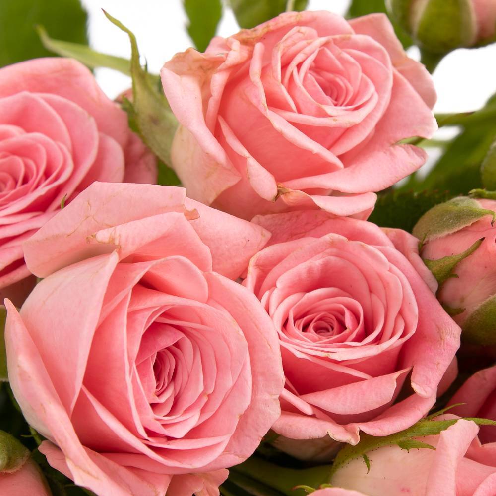 Rose verzweigt rosa Odilia 5+Blüte 50cm Muttertag