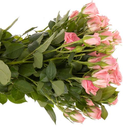 Rose verzweigt rosa Odilia 5+Blüte 50cm Muttertag