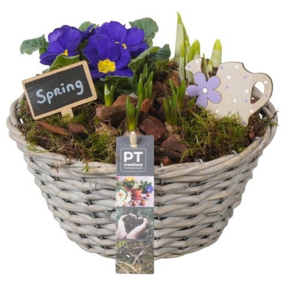 Garten.Arr PTBM3848 T24 H021