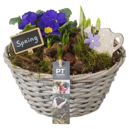 Garten.Arr PTBM3848 T24 H021