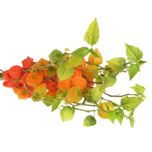 Physalis orange Am Stiel 80cm