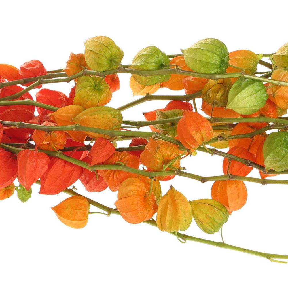 Physalis orange Am Stiel 80cm