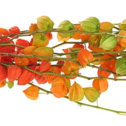 Physalis orange Am Stiel 80cm