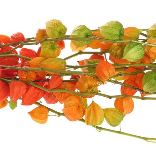 Physalis orange Am Stiel 80cm