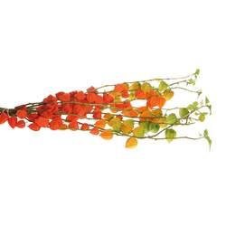 Physalis orange Am Stiel 80cm