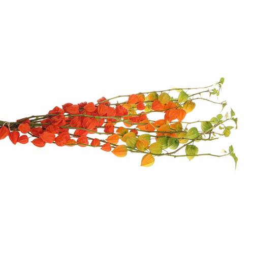 Physalis orange Am Stiel 80cm