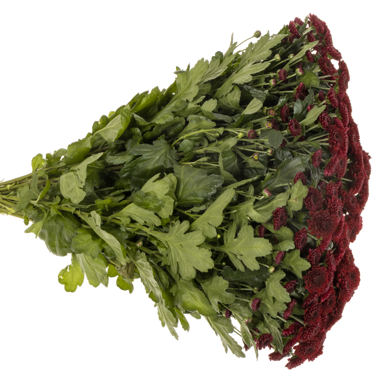 Santini weinrot Jinda Red Briljant 1350 Gramm 55cm