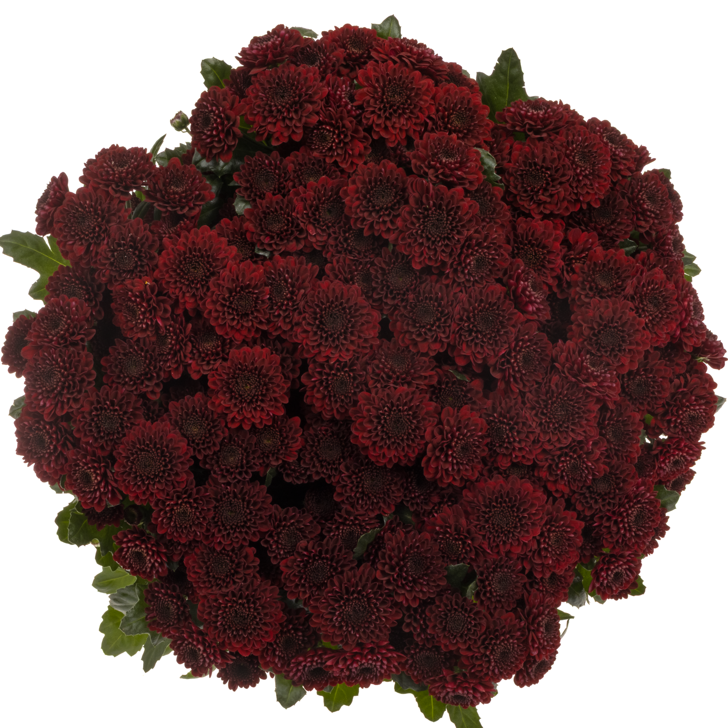 Santini weinrot Jinda Red Briljant 1350 Gramm 55cm