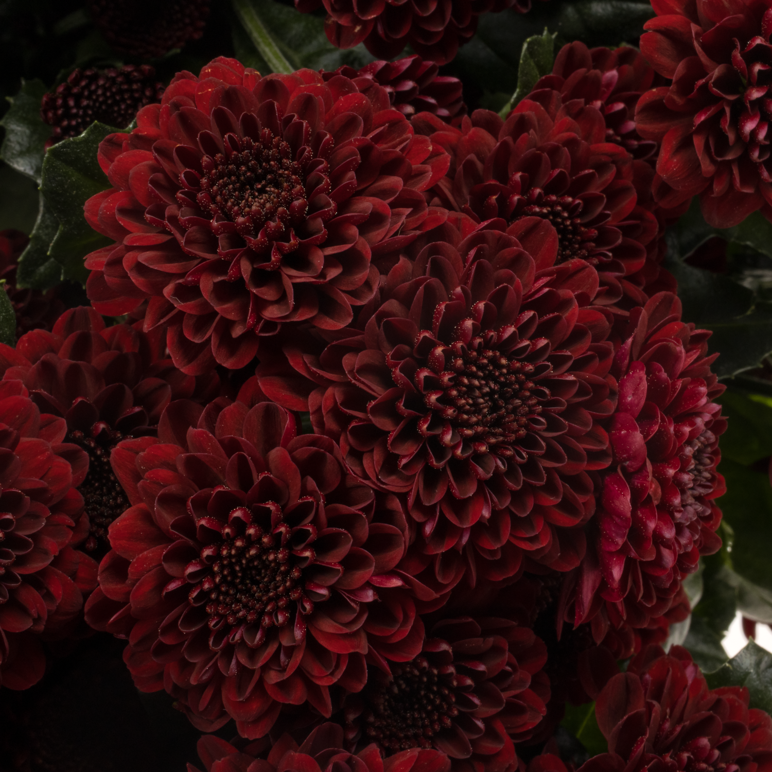 Santini weinrot Jinda Red Briljant 1350 Gramm 55cm