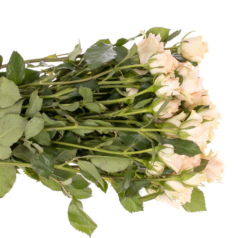 Rose verzweigt rosa Sweet Sara 5+Blüte 50cm