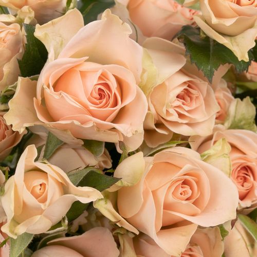 Rose verzweigt rosa Sweet Sara 5+Blüte 50cm