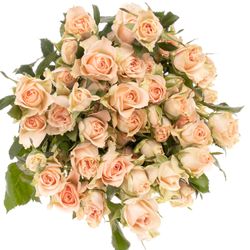 Rose verzweigt rosa Sweet Sara 5+Blüte 50cm